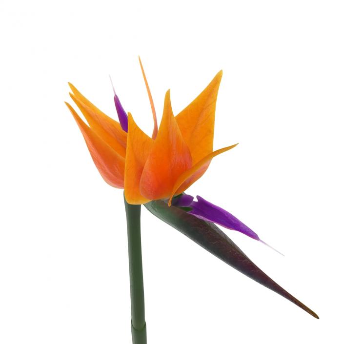 3D model Bird of Paradise Flower 2