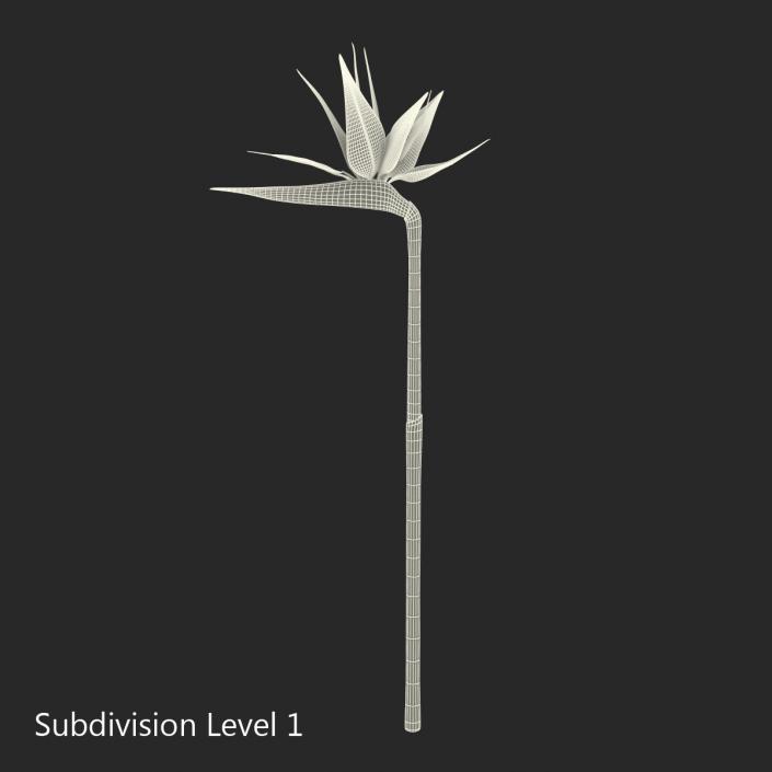 3D model Bird of Paradise Flower 2