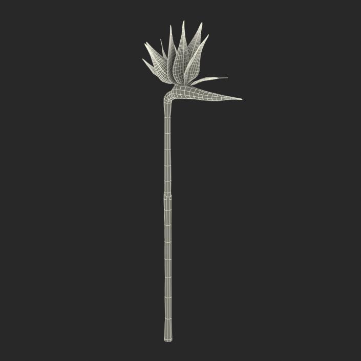 3D model Bird of Paradise Flower 2