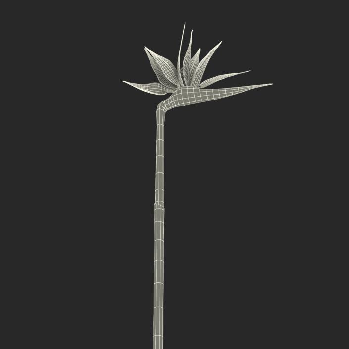 3D model Bird of Paradise Flower 2