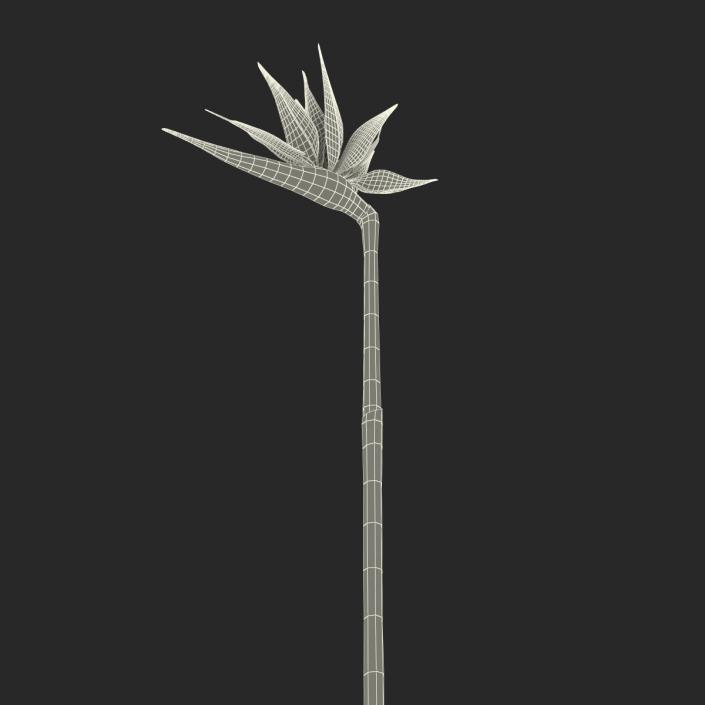 3D model Bird of Paradise Flower 2