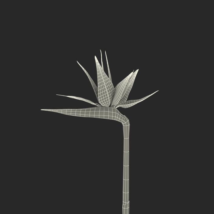 3D model Bird of Paradise Flower 2