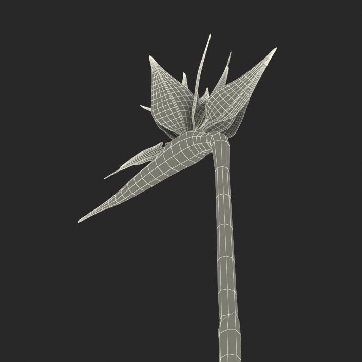 3D model Bird of Paradise Flower 2