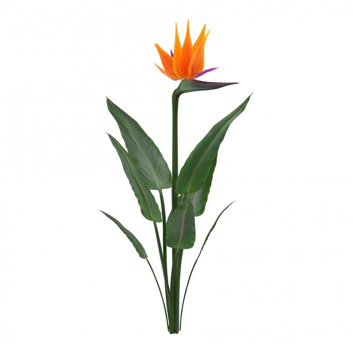 3D Bird of Paradise Flower model