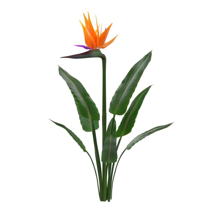 3D Bird of Paradise Flower model