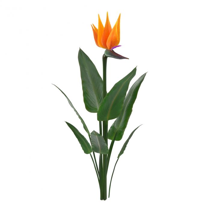 3D Bird of Paradise Flower model