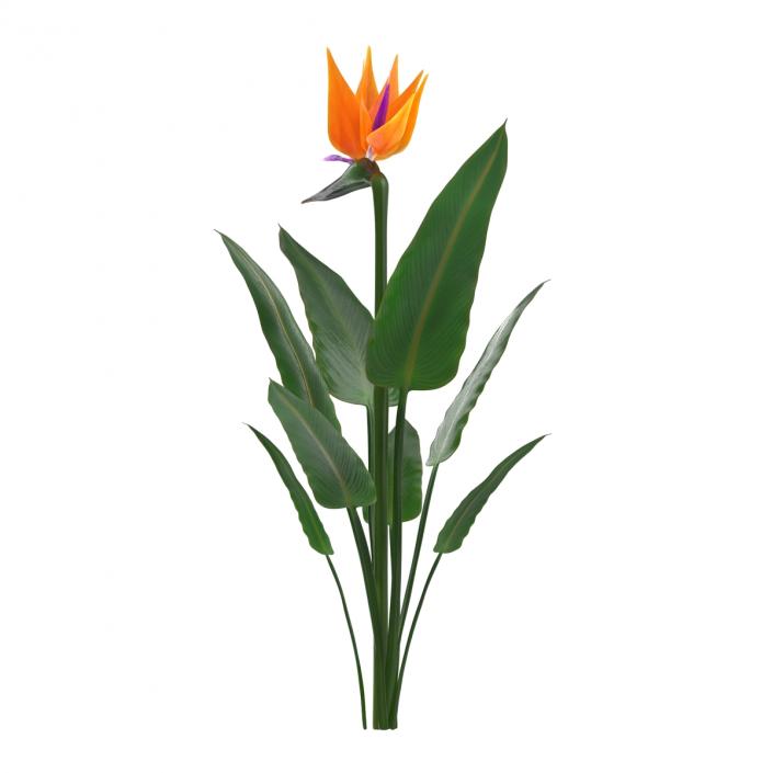 3D Bird of Paradise Flower model