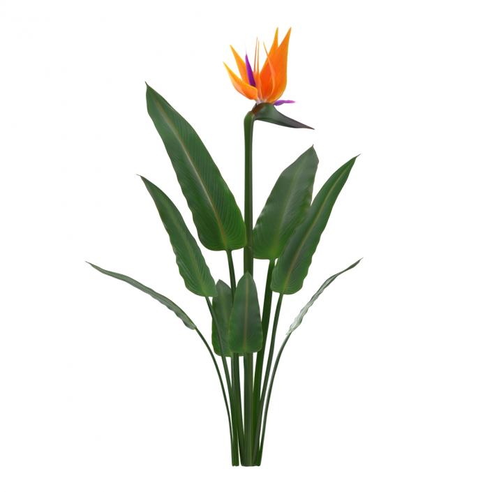 3D Bird of Paradise Flower model