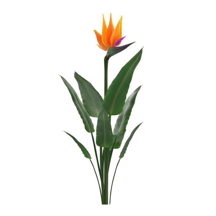 3D Bird of Paradise Flower model