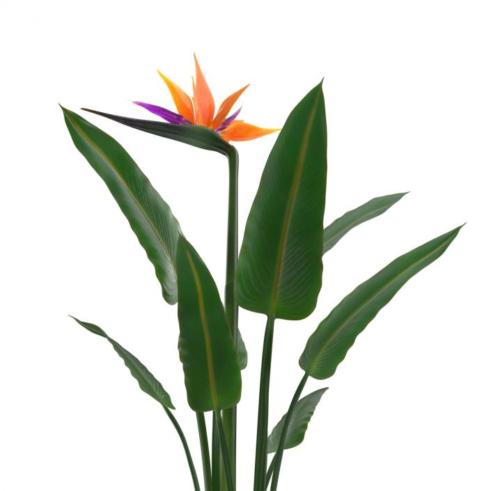 3D Bird of Paradise Flower model