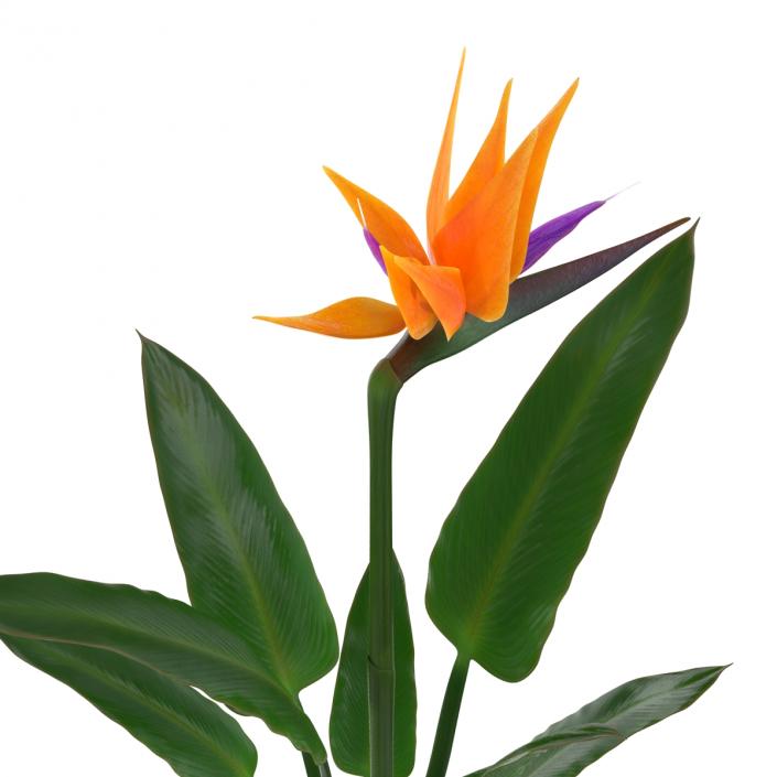 3D Bird of Paradise Flower model