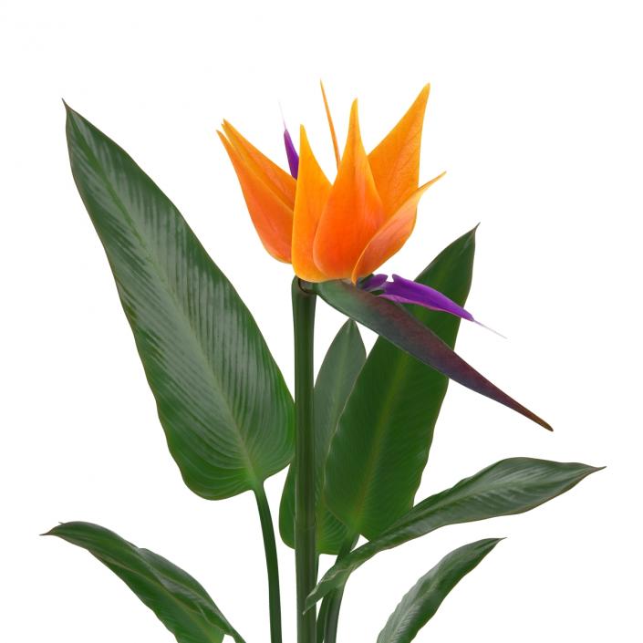 3D Bird of Paradise Flower model