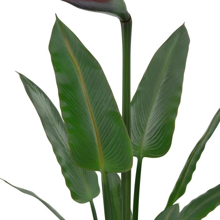 3D Bird of Paradise Flower model