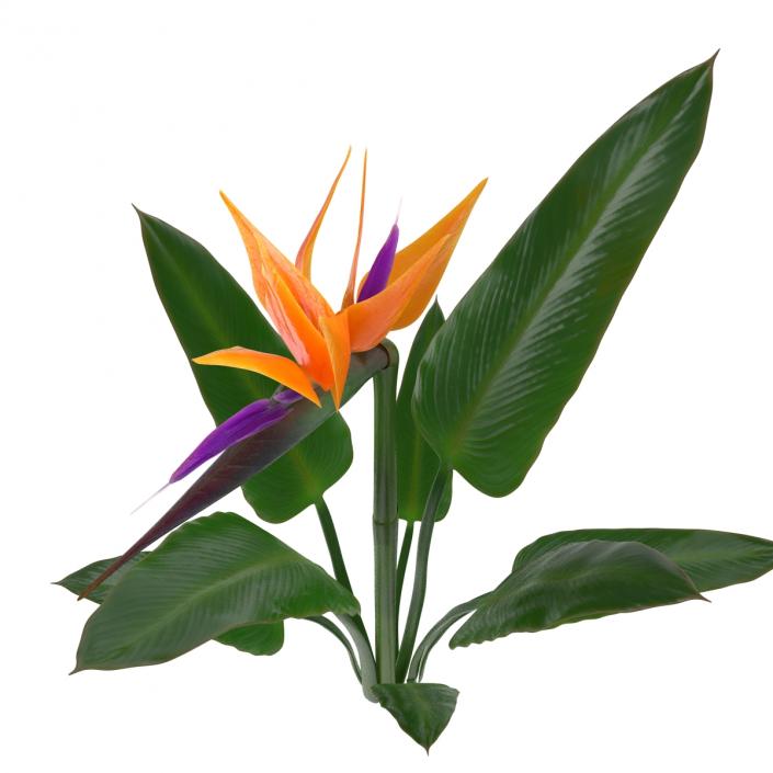 3D Bird of Paradise Flower model