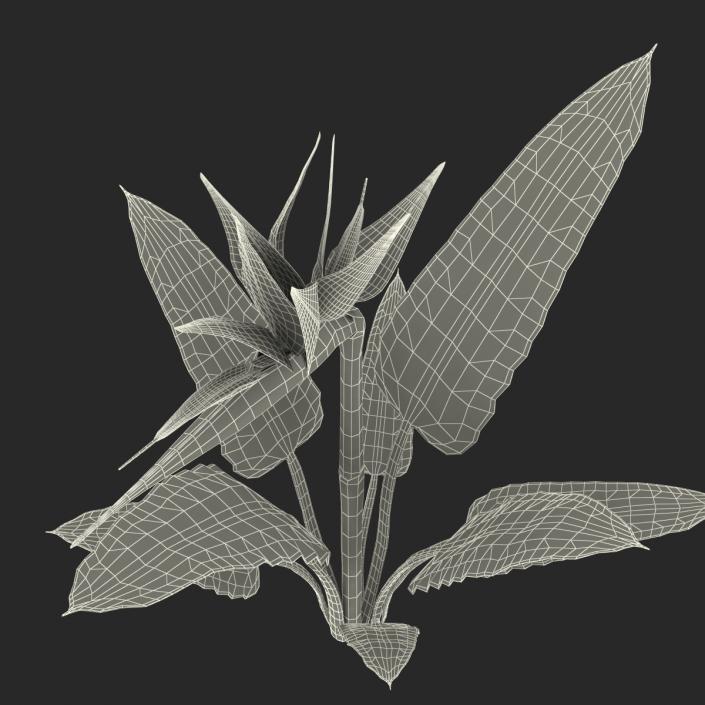 3D Bird of Paradise Flower model