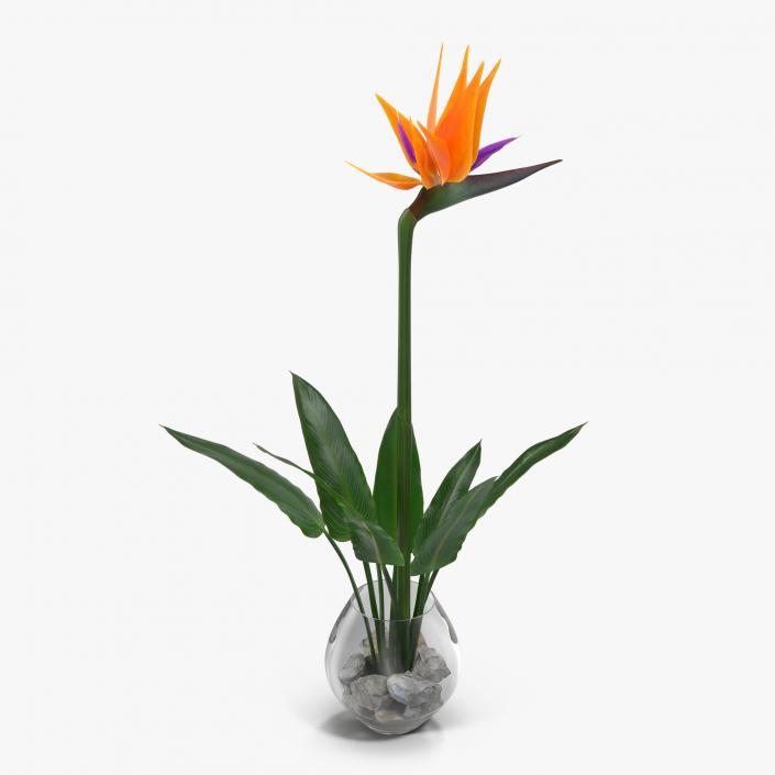 3D model Bird of Paradise in Glass Vase