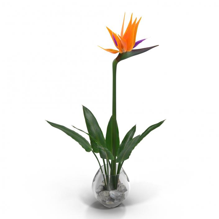 3D model Bird of Paradise in Glass Vase