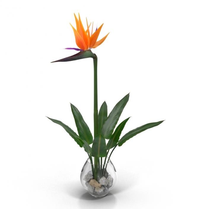 3D model Bird of Paradise in Glass Vase