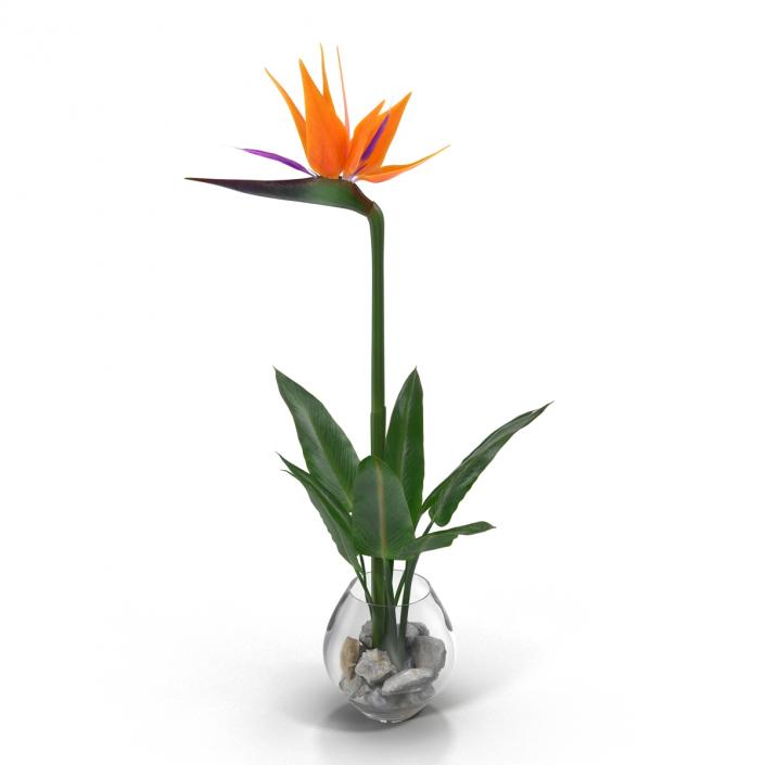 3D model Bird of Paradise in Glass Vase