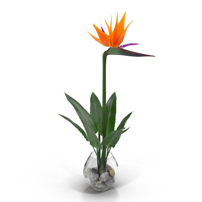 3D model Bird of Paradise in Glass Vase