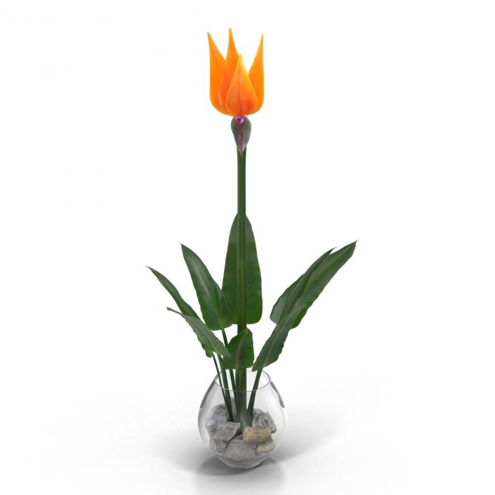 3D model Bird of Paradise in Glass Vase