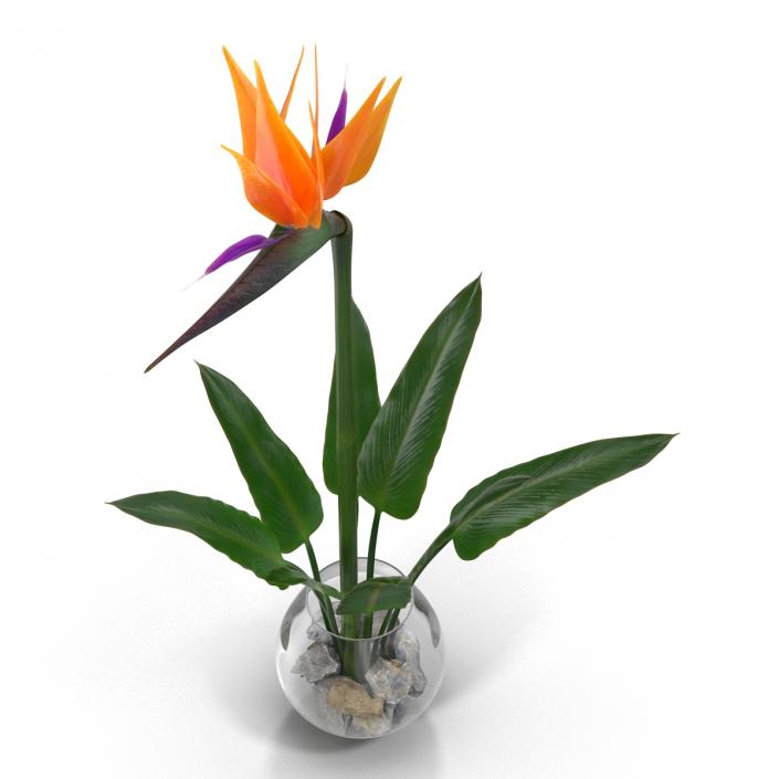 3D model Bird of Paradise in Glass Vase