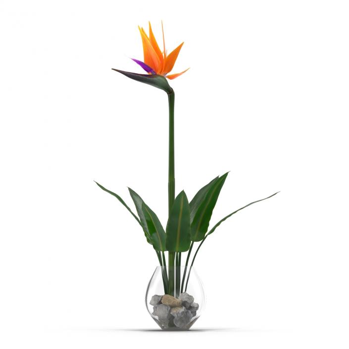 3D model Bird of Paradise in Glass Vase