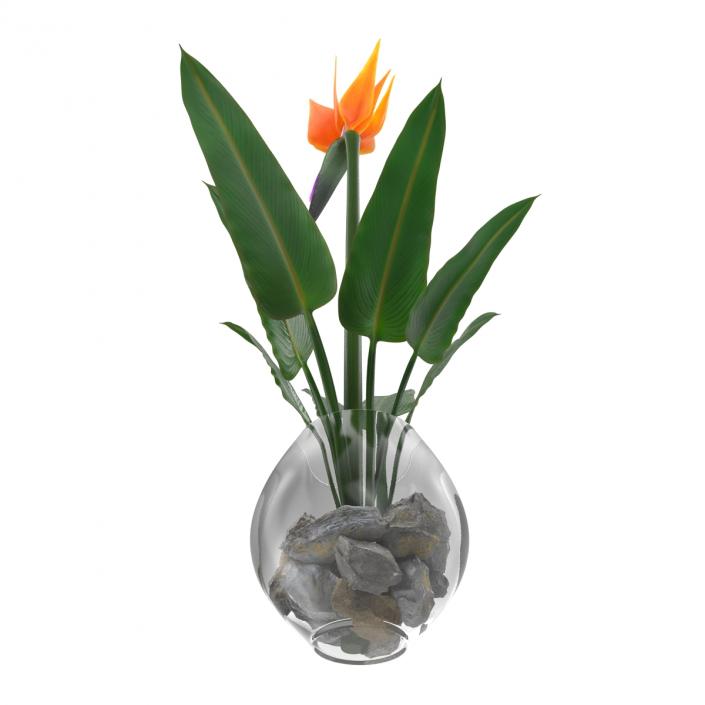 3D model Bird of Paradise in Glass Vase