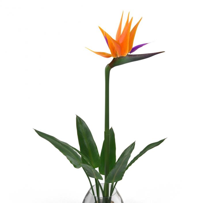 3D model Bird of Paradise in Glass Vase