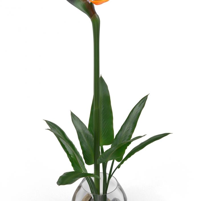 3D model Bird of Paradise in Glass Vase