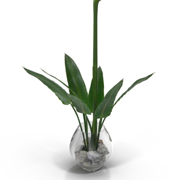 3D model Bird of Paradise in Glass Vase