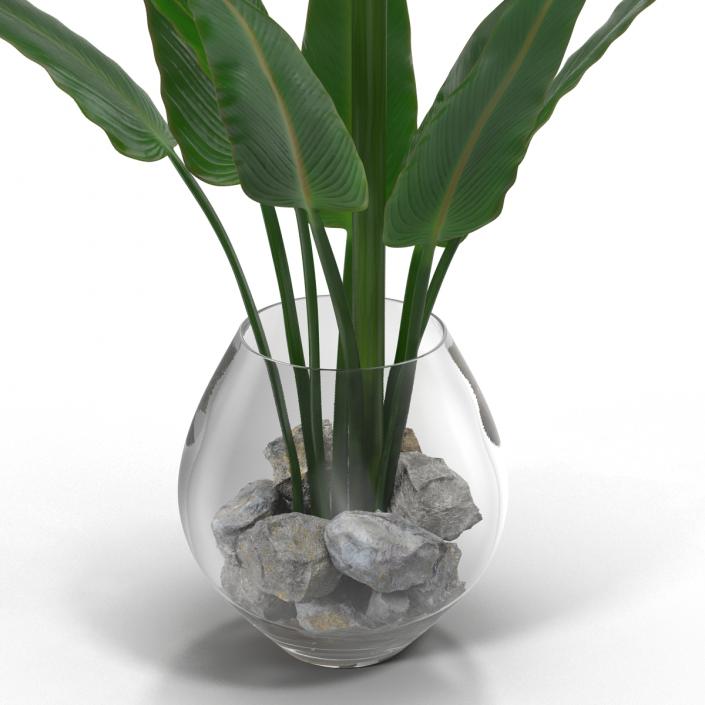 3D model Bird of Paradise in Glass Vase