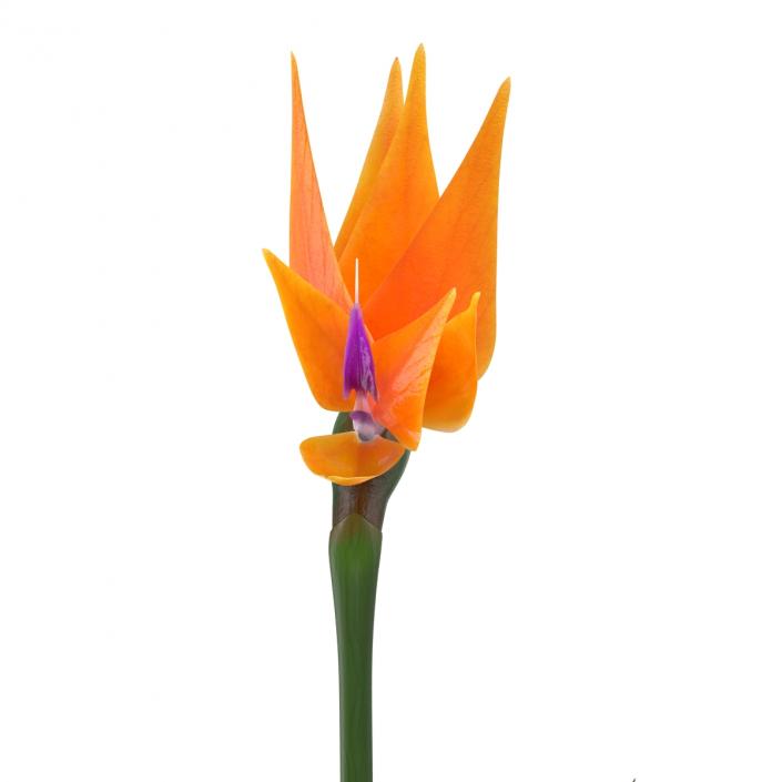 3D model Bird of Paradise in Glass Vase