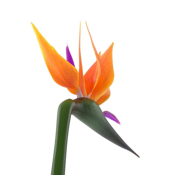 3D model Bird of Paradise in Glass Vase