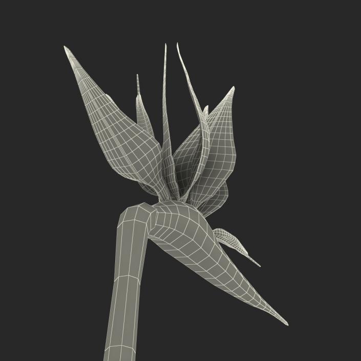 3D model Bird of Paradise in Glass Vase