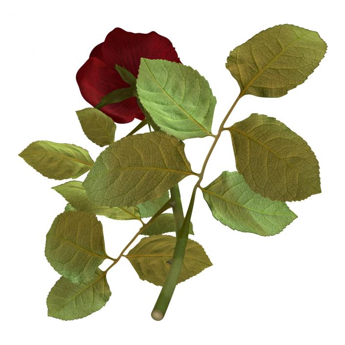 3D model Rose 3