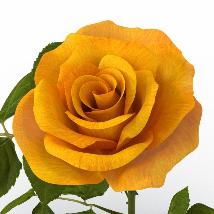 3D Rose 3 Yellow model