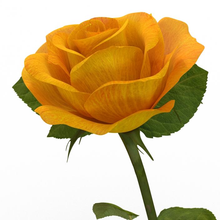 3D Rose 3 Yellow model