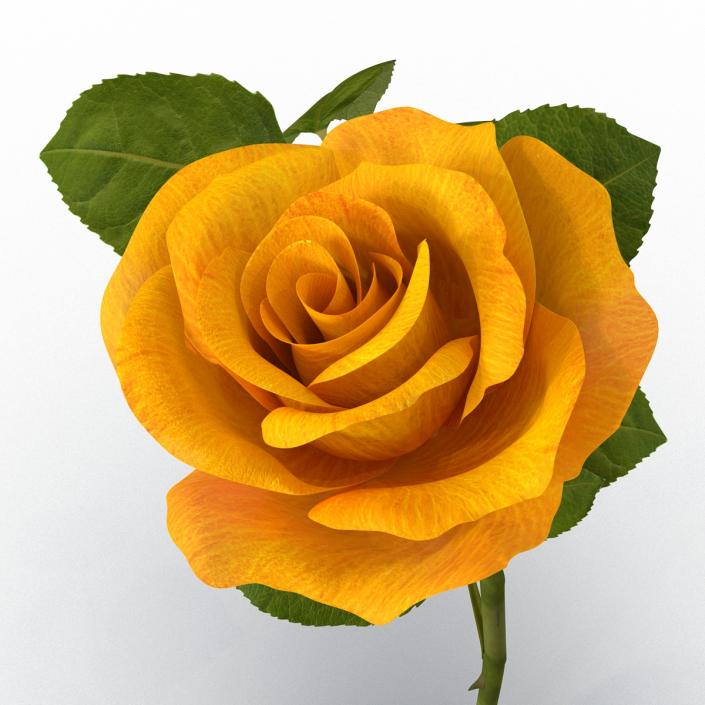 3D Rose 3 Yellow model