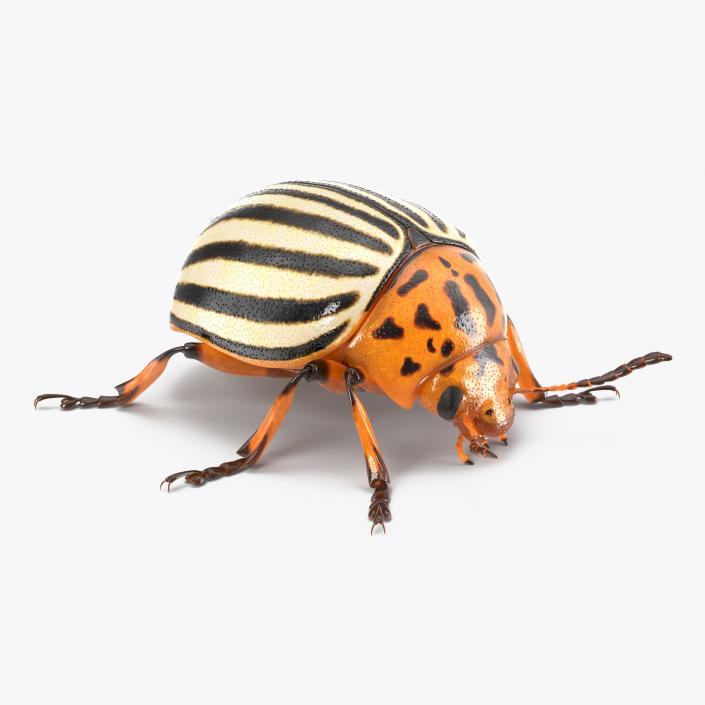 3D Colorado Potato Beetle Collection model