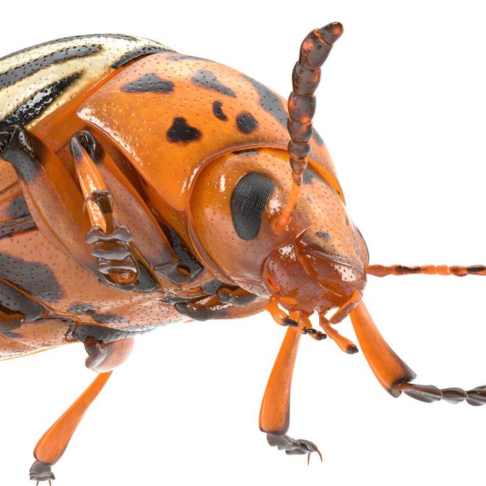 Colorado Potato Beetle 3D