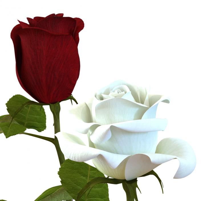 3D Roses Collection