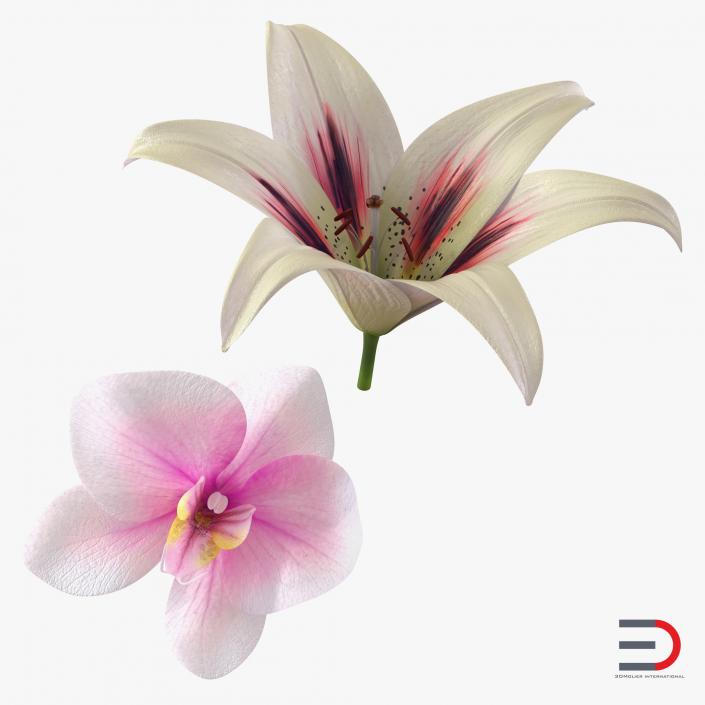 3D Flowers Collection model