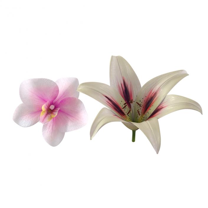 3D Flowers Collection model