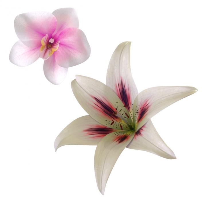 3D Flowers Collection model