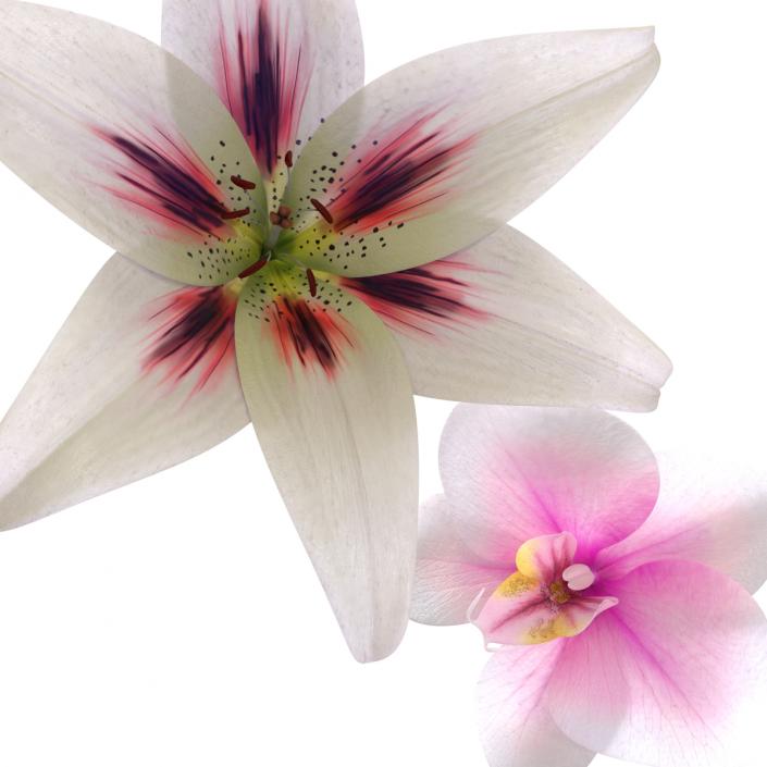 3D Flowers Collection model