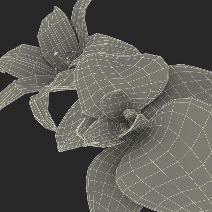 3D Flowers Collection model