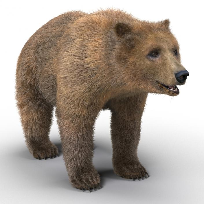 3D Brown Bear with Fur Rigged