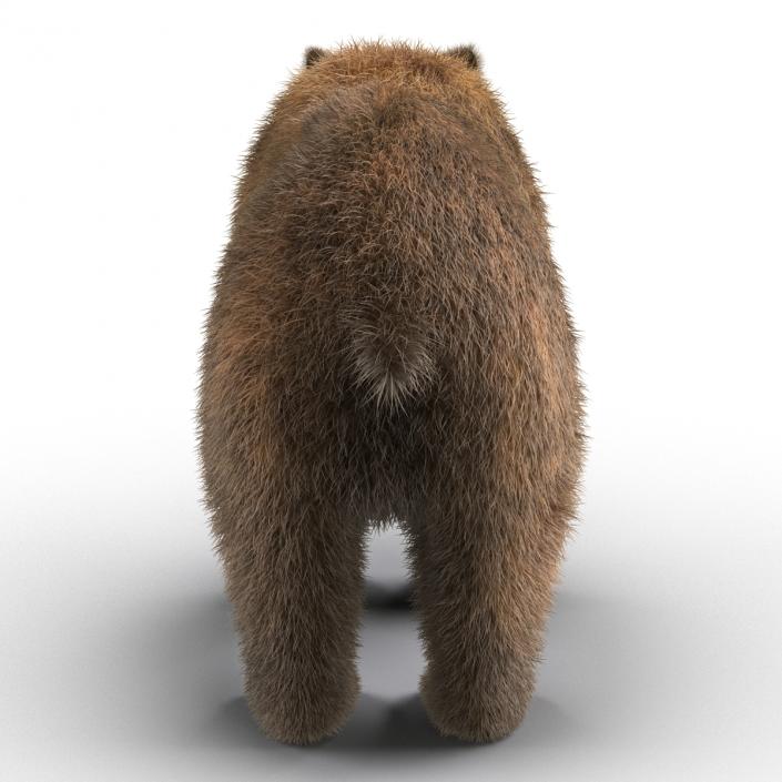 3D Brown Bear with Fur Rigged