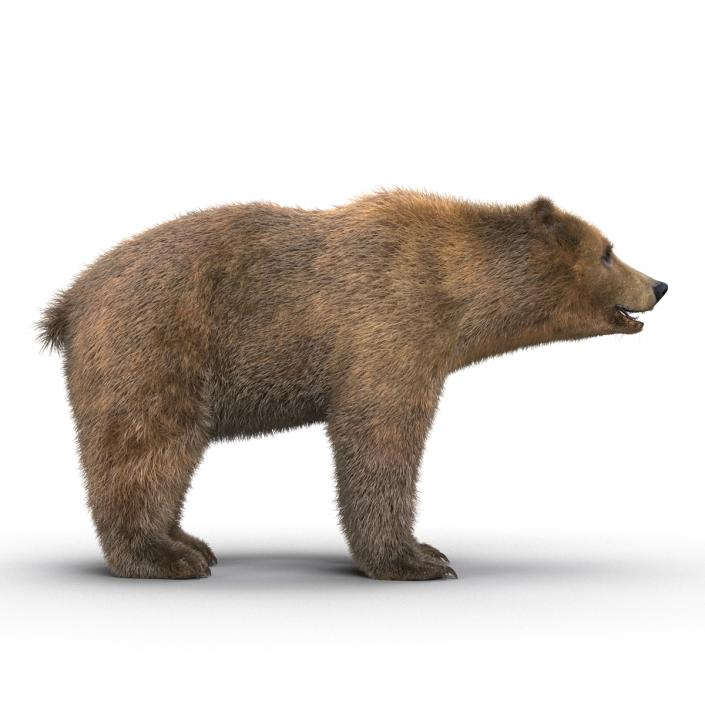 3D Brown Bear with Fur Rigged